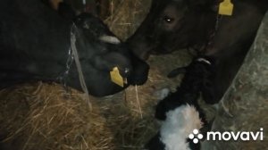 КОРОВА РОДИЛА ДВОЙНЮ!ВО ВРЕМЯ СЪЕМКИ РОДИЛСЯ ВТОРОЙ ТЕЛЕНОК!ВОТ ЭТО БЫЛО ПРОСТО ЗДОРОВО!