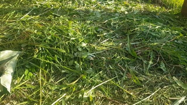 Кеклики несутся как куры смотреть онлайн