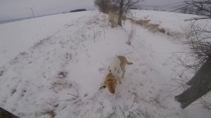 Удачная охота на гуся и на голубя с лабрадором. (Март 2017)