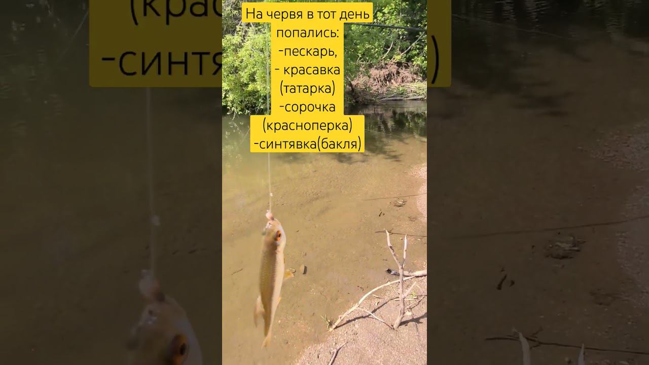 Ловить рыбу в реках России на червя голавль  ерш бакля краснопёрка сорочка красавка татарка окунь