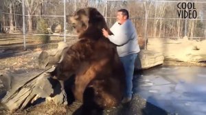 Медведь гризли и человек. Дружба проверенная годами.