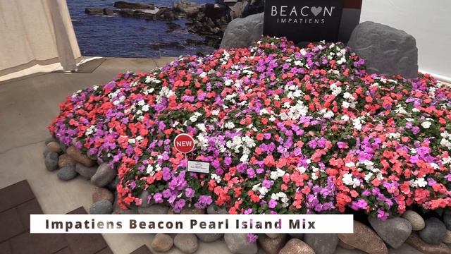 Spring Trials 2023: PanAmerican Seed