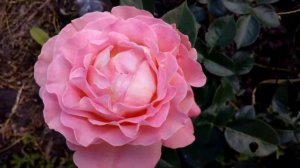 Rose Souvenir d’Edouard Maubert & Audrey Wilcox   29 червня 2020 р.