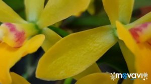 Эпикаттлея в  цвету.