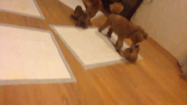 Собачьи бои-4 смотреть онлайн