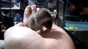 Крысёнок или мышонок? Вот в чем вопрос. (Wild Rats?) Давайте погадаем.