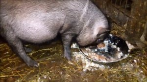 вьетнамские вислобрюхие свиньи мой опыт кормления