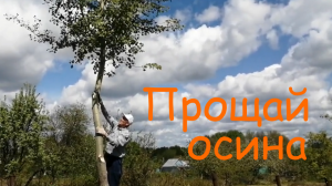 005_Избавляемся от осины