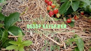 Обзор клубники 2024, Купчиха, Фурор, Кабрилло, Чамора Туруси