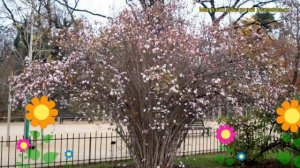 Калина фаррера. Краткий обзор, описание характеристик, где купить саженцы viburnum farreri