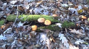 Анапа грибы 2020 зимой Зимние опята  Говорушка подогнутая Гигантская  ужас - Галерина Окаймленая