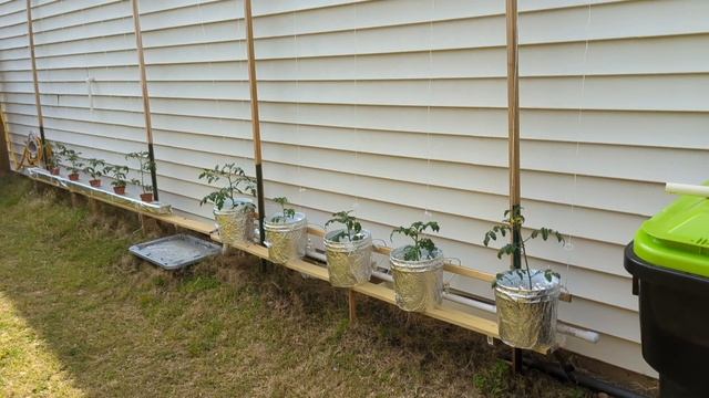 Высадка томатов в гидропонику - Черри и Dwarf(дорф/гном) смотреть онлайн