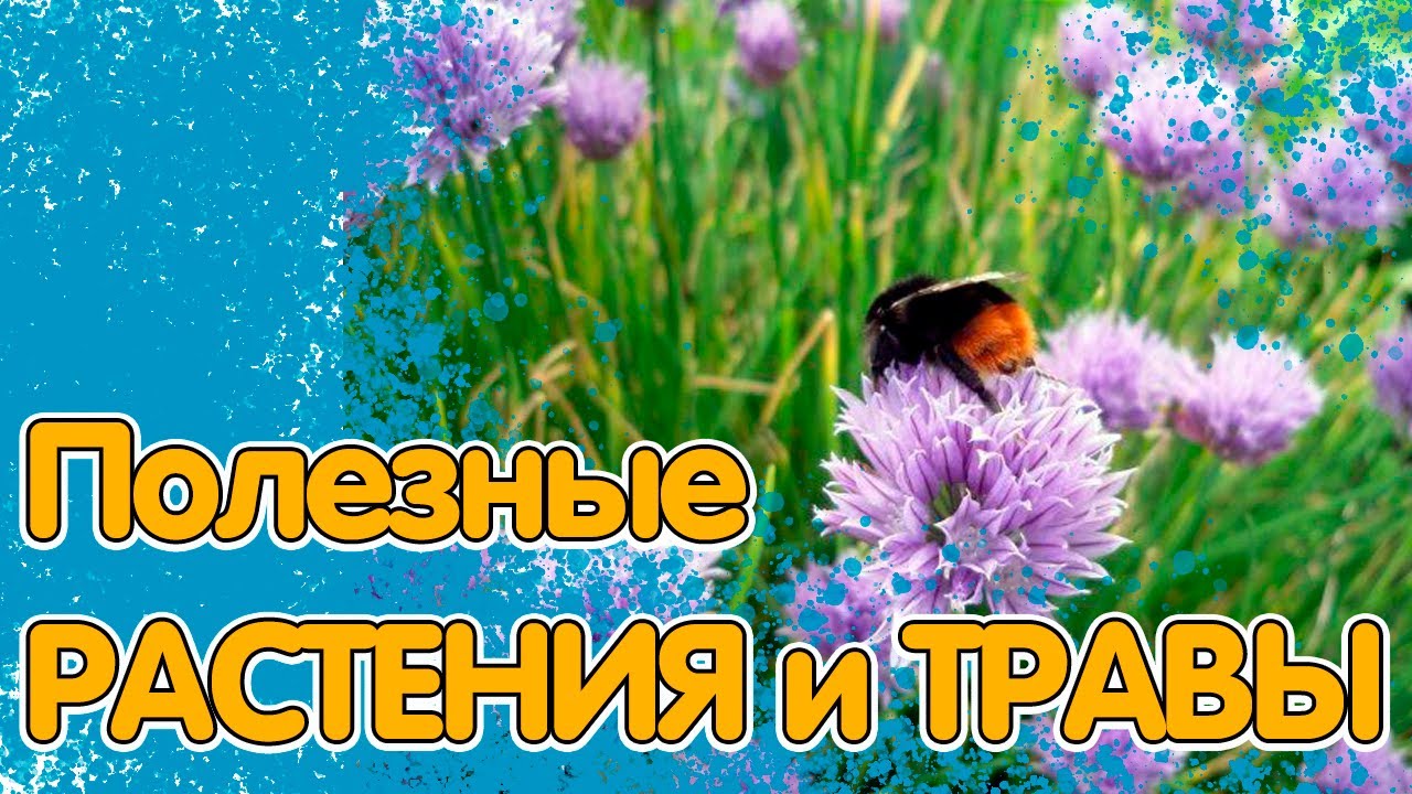 14 ПОЛЕЗНЫХ РАСТЕНИЙ И ТРАВ. УКРАШАЮТ ДАЧНЫЙ УЧАСТОК, ПРИНОСЯТ ПОЛЬЗУ И НЕ НУЖДАЮТСЯ В ОСОБОМ УХОДЕ смотреть онлайн