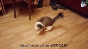 Смотреть смешное  видео кошки Муча Пуча, забавно играет.mp4