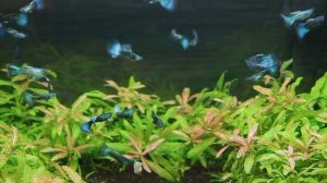 гуппи черно синие + малахитовые + магента + полурозовые