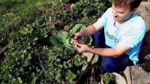 ПОСАДКА КЛУБНИКИ. Как выбрать усы клубники.Саженцы клубники.