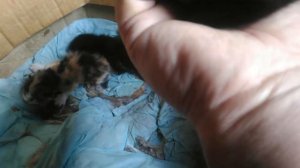 Нашел кошку с котятами.31.05.2021