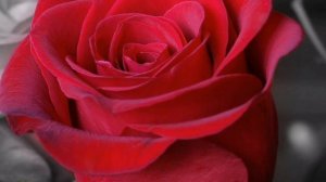 Скачков - Аромат￼?(^_-)