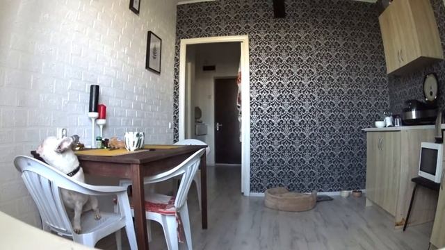 Оставили собаку дома одну смотреть онлайн