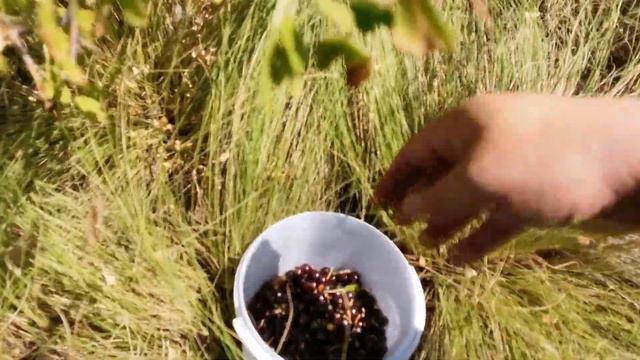 Сбор лесной смородины: черной, красной и желтой. Вкусная и ароматная дикая смородина.