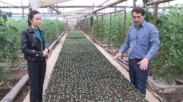 Весенний гибрид огурца всход ростков (12-03-2018) смотреть онлайн