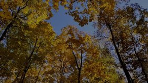 Осенний лес в Обнинске 2021г.