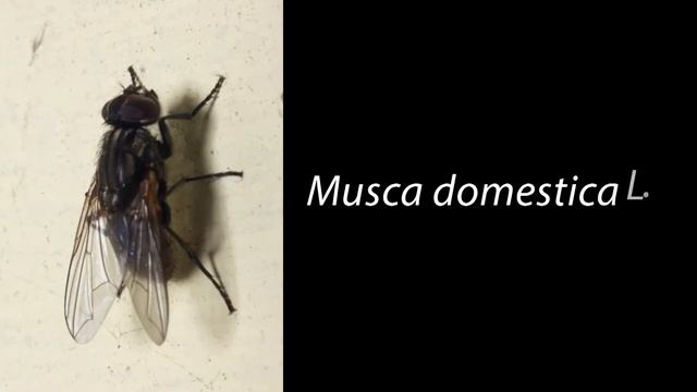 Отдел биометода (часть 2) смотреть онлайн