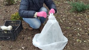 ХВОЙНЫЕ.  ПОДГОТОВКА К ЗИМЕ. Как укрыть хвойные растения