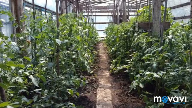 Родительская дача смотреть онлайн