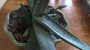 Цветёт гастерия