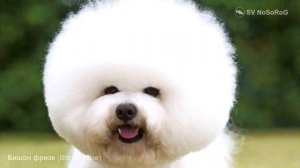Бишон фризе (Bichon Frise)