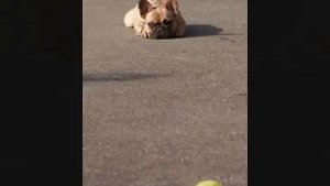 Дрессировка французский бульдог