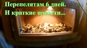 Жизнь в деревне / Краткие новости / Перепелкам 6 дней