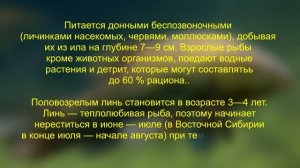 ЛИНЬ. Запускаю Линя в пруд. Почему Линь полезен? Надеюсь будет классная рыбалка и рыба к столу.