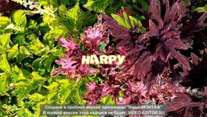 Колеусы с названиями в Беларуси 2022. Coleus variety. vol.1