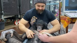 Как сделать УЗИ ШИМПАНЗЕ? ШОК до чего дошла наша медицина! Как Дан Запашный уговорил обезьяну Боню