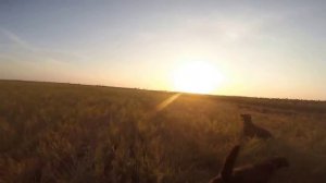 охота на перепела 2014 Краснодарский край