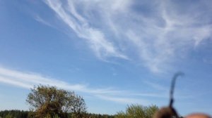 жук жужжит (звук погромче)