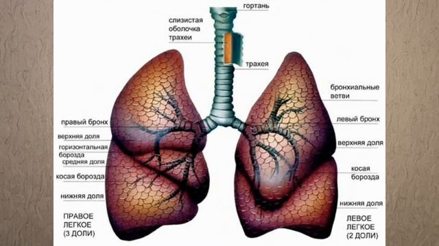 Строение дыхательной системы