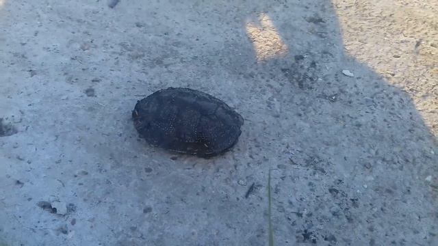 Как поймать черепаху? Рыбалка на Кубани смотреть онлайн