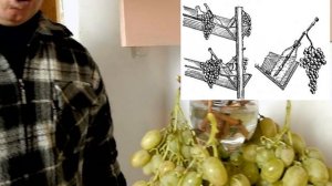 Хранение  винограда в свежем виде.