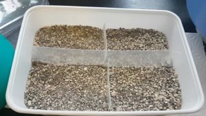Lithops Seed.Литопсы.Как я сею семена ..Зимовка годичных литопсов.401