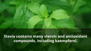 Steviness: Health Benefits Of Stevia