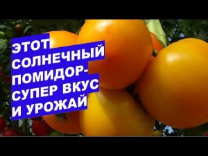 Этот новый солнечный, вкусный томат снова будем выращивать в следующем годуNew indeterminate sunny