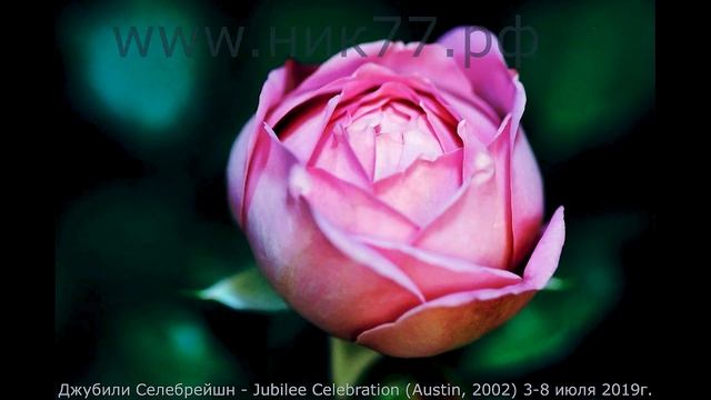 Timelapse Rose 4К. Jubilee Celebration (Austin, 2002) Как распускается роза Джубили Селебрейшн