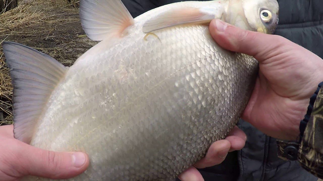 ЭТИ ЛЕЩИ ГНУТ УДОЧКУ В ДУГУ|ВЕСЕННЯЯ РЫБАЛКА 2020|ОТКРЫТИЕ СЕЗОНА. смотреть онлайн