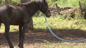 DOMA NATURAL de CABALLOS SALVAJES. Técnicas ancestrales para desbravar y domesticar estos animales