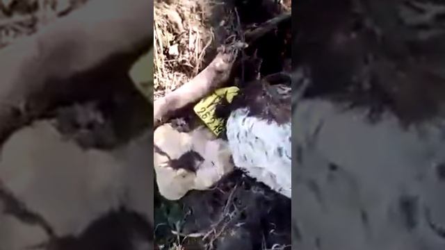 Фермер утилизирует падеж скота.В Спас-Деменске. смотреть онлайн