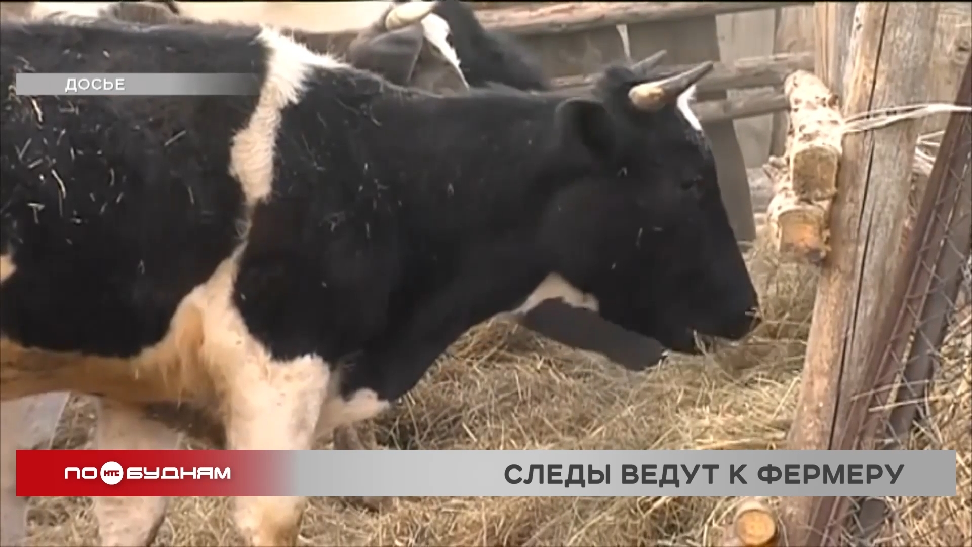 Определён возможный первоисточник эпидемии узелкового дерматита в Иркутской области