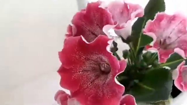Цветет глоксиния АК-Коралловый риф.